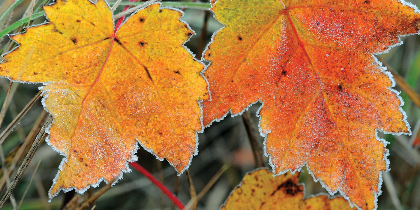 Leaf.jpg
